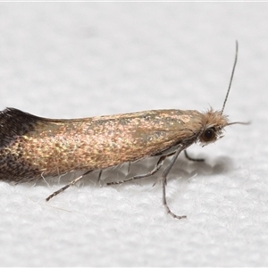 Tinea monophthalma (A fungus moth) by DianneClarke