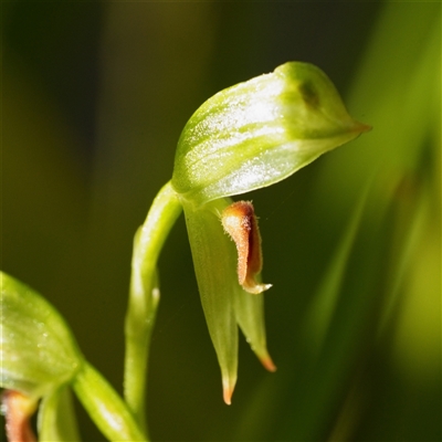 Bunochilus (genus) (Leafy Greenhood) at Palerang, NSW - 1 Oct 2025 by RobG1