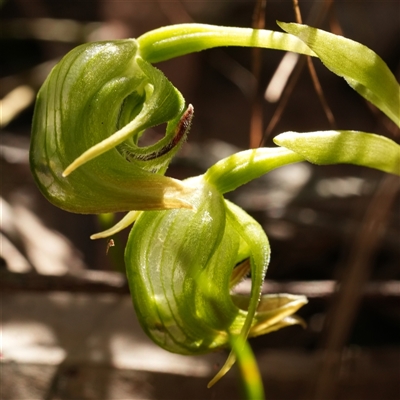 Pterostylis nutans (Nodding Greenhood) at Bombay, NSW - 1 Oct 2025 by RobG1