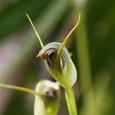 Pterostylis pedunculata (Maroonhood) at Forbes Creek, NSW - 1 Oct 2025 by RobG1