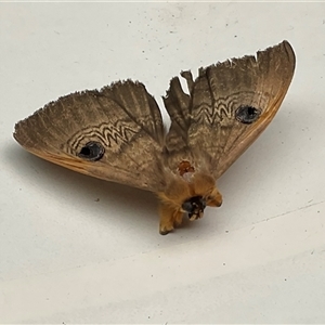 Dasypodia selenophora (Southern old lady moth) at Higgins, ACT - Today by Jennybach