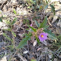 Solanum cinereum (Narrawa Burr) at Garran, ACT - 13 Oct 2025 by Liammids