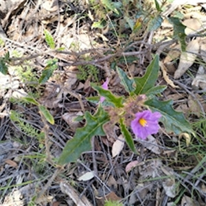 Unverified Other Shrub at Garran, ACT - 13 Oct 2025 by Liammids