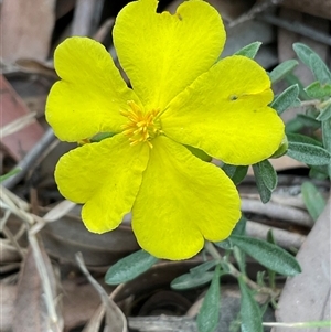 Hibbertia linearis (Showy Guinea Flower) at Broulee, NSW - 6 Oct 2025 by Jennybach