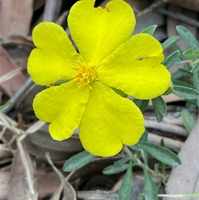 Hibbertia linearis (Showy Guinea Flower) at Broulee, NSW - 6 Oct 2025 by Jennybach