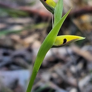 Diuris chryseopsis at Wamboin, NSW - Today by Wolfdogg