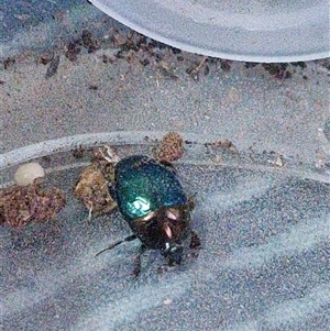 Saprininae sp. (subfamily) at Holt, ACT - Yesterday by JajiClack