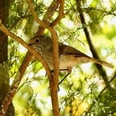 Acanthiza pusilla at Aranda, ACT - 18 Oct 2025 by KMcCue