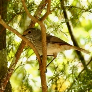 Acanthiza pusilla at Aranda, ACT - Today by KMcCue