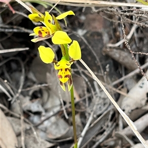Diuris chryseopsis at Googong, NSW - Today by Youspy
