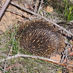 Tachyglossus aculeatus at Monga, NSW - 18 Oct 2025 by MatthewFrawley