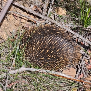 Tachyglossus aculeatus at Monga, NSW - Today by MatthewFrawley