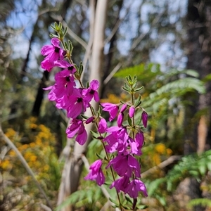 Tetratheca thymifolia at Monga, NSW - Today by MatthewFrawley