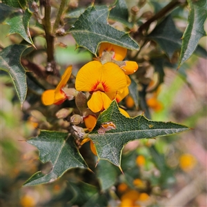 Podolobium ilicifolium at Monga, NSW - Today by MatthewFrawley