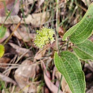 Smilax australis at Monga, NSW - Today by MatthewFrawley