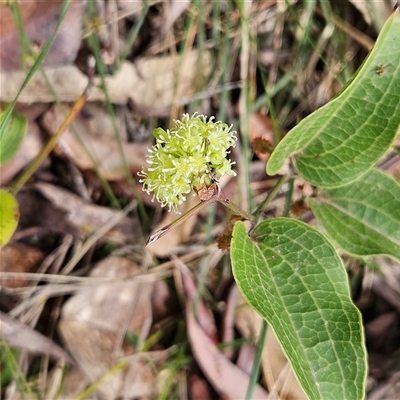 Smilax australis (Barbed-Wire Vine) at Monga, NSW - 18 Oct 2025 by MatthewFrawley