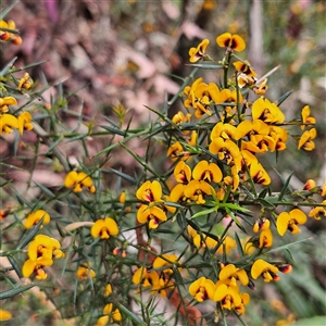 Daviesia ulicifolia subsp. ulicifolia at Monga, NSW - Today by MatthewFrawley