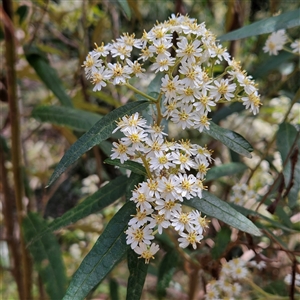 Olearia lirata at Monga, NSW - Today by MatthewFrawley