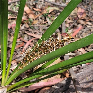 Lomandra longifolia at Monga, NSW - Today by MatthewFrawley