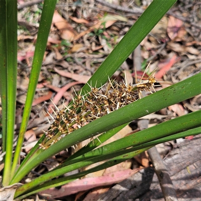 Lomandra longifolia (Spiny-headed Mat-rush, Honey Reed) at Monga, NSW - 18 Oct 2025 by MatthewFrawley