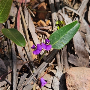Hardenbergia violacea at Monga, NSW - Today by MatthewFrawley