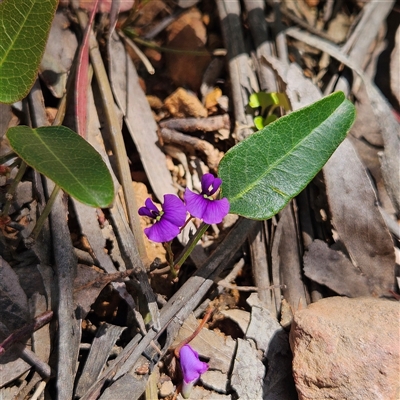 Hardenbergia violacea (False Sarsaparilla) at Monga, NSW - 18 Oct 2025 by MatthewFrawley