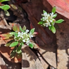 Poranthera microphylla (Small Poranthera) at Monga, NSW - 18 Oct 2025 by MatthewFrawley