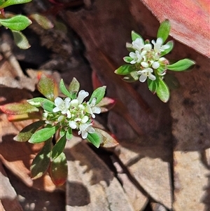 Poranthera microphylla at Monga, NSW - Today by MatthewFrawley