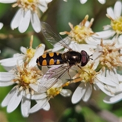 Simosyrphus grandicornis (Common hover fly) at Monga, NSW - 18 Oct 2025 by MatthewFrawley