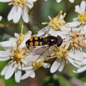 Simosyrphus grandicornis at Monga, NSW - Today by MatthewFrawley