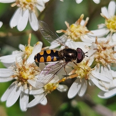 Simosyrphus grandicornis (Common hover fly) at Monga, NSW - 18 Oct 2025 by MatthewFrawley