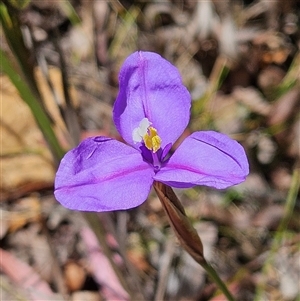 Patersonia glabrata at Monga, NSW - Today by MatthewFrawley