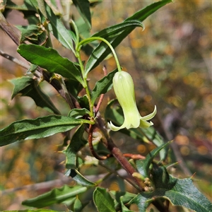 Unverified Plant at Monga, NSW - Today by MatthewFrawley