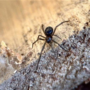 Oxyopes (genus) at Aranda, ACT - Today by KMcCue