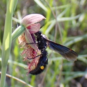 Laeviscolia frontalis at Cook, ACT - 16 Oct 2025 by CathB