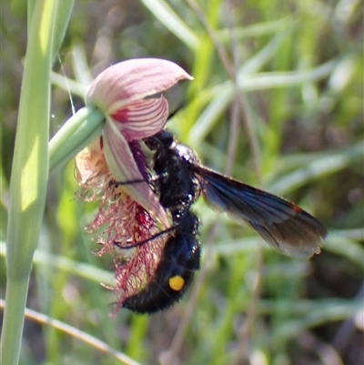 Laeviscolia frontalis (Two-spot hairy flower wasp) at Cook, ACT - 16 Oct 2025 by CathB
