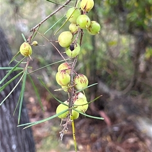 Persoonia linearis (Narrow-leaved Geebung) at Moruya, NSW - Today by LisaH