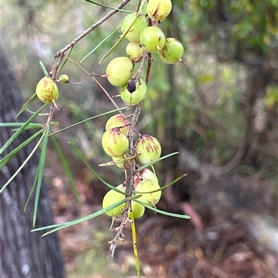 Persoonia linearis (Narrow-leaved Geebung) at  - suppressed by LisaH