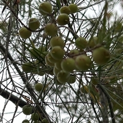 Persoonia linearis at Moruya, NSW - suppressed