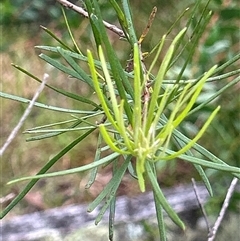 Persoonia linearis at Moruya, NSW - suppressed