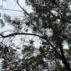 Persoonia linearis at Moruya, NSW - suppressed