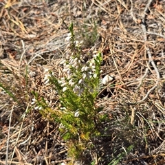 Erica lusitanica (Spanish Heath ) at Isaacs, ACT - 18 Oct 2025 by Mike