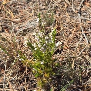 Erica lusitanica at Isaacs, ACT - Today by Mike