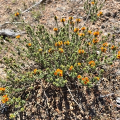 Pultenaea procumbens (Bush Pea) at Isaacs, ACT - 18 Oct 2025 by Mike