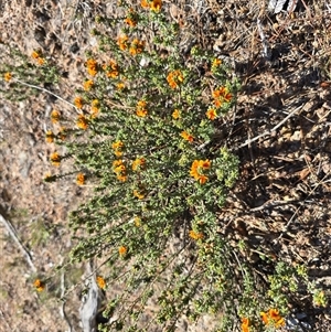 Pultenaea procumbens at Isaacs, ACT - Today by Mike