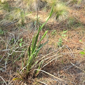 Dianella (genus) at Isaacs, ACT - Today by Mike