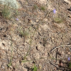 Wahlenbergia capillaris (Tufted Bluebell) at Isaacs, ACT - 18 Oct 2025 by Mike