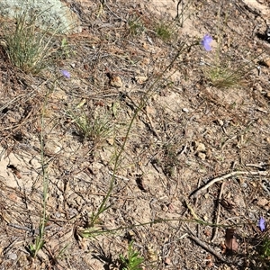 Wahlenbergia capillaris at Isaacs, ACT - Today by Mike