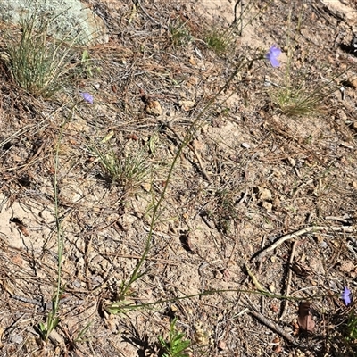 Wahlenbergia capillaris (Tufted Bluebell) at Isaacs, ACT - 18 Oct 2025 by Mike