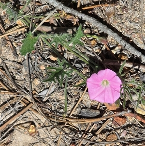 Convolvulus angustissimus subsp. angustissimus at Isaacs, ACT - Today by Mike
